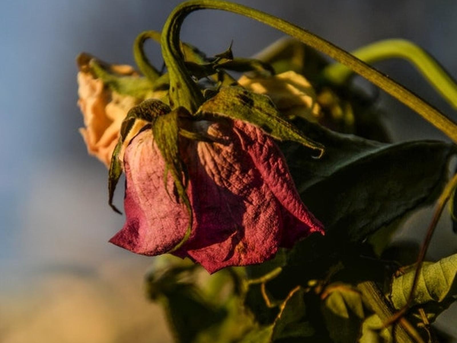 Wilted red rose (cropped)