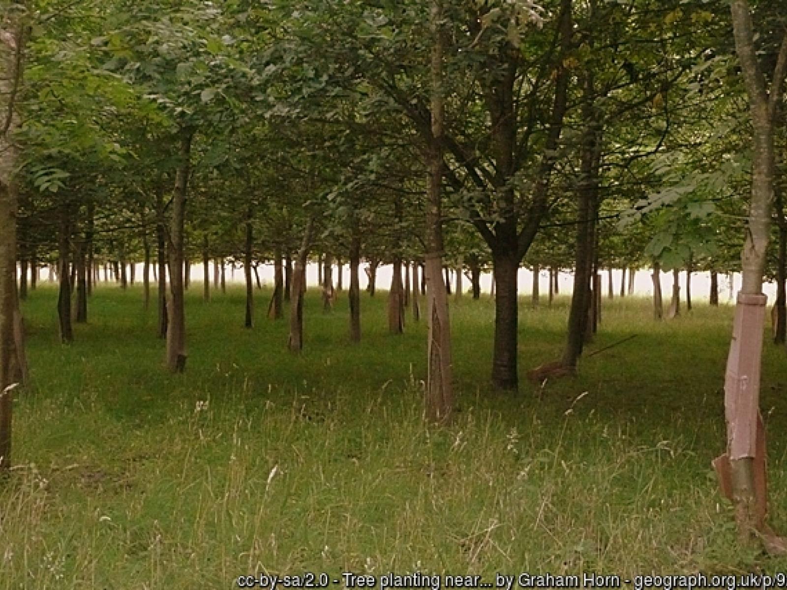 Young trees at Chieveley