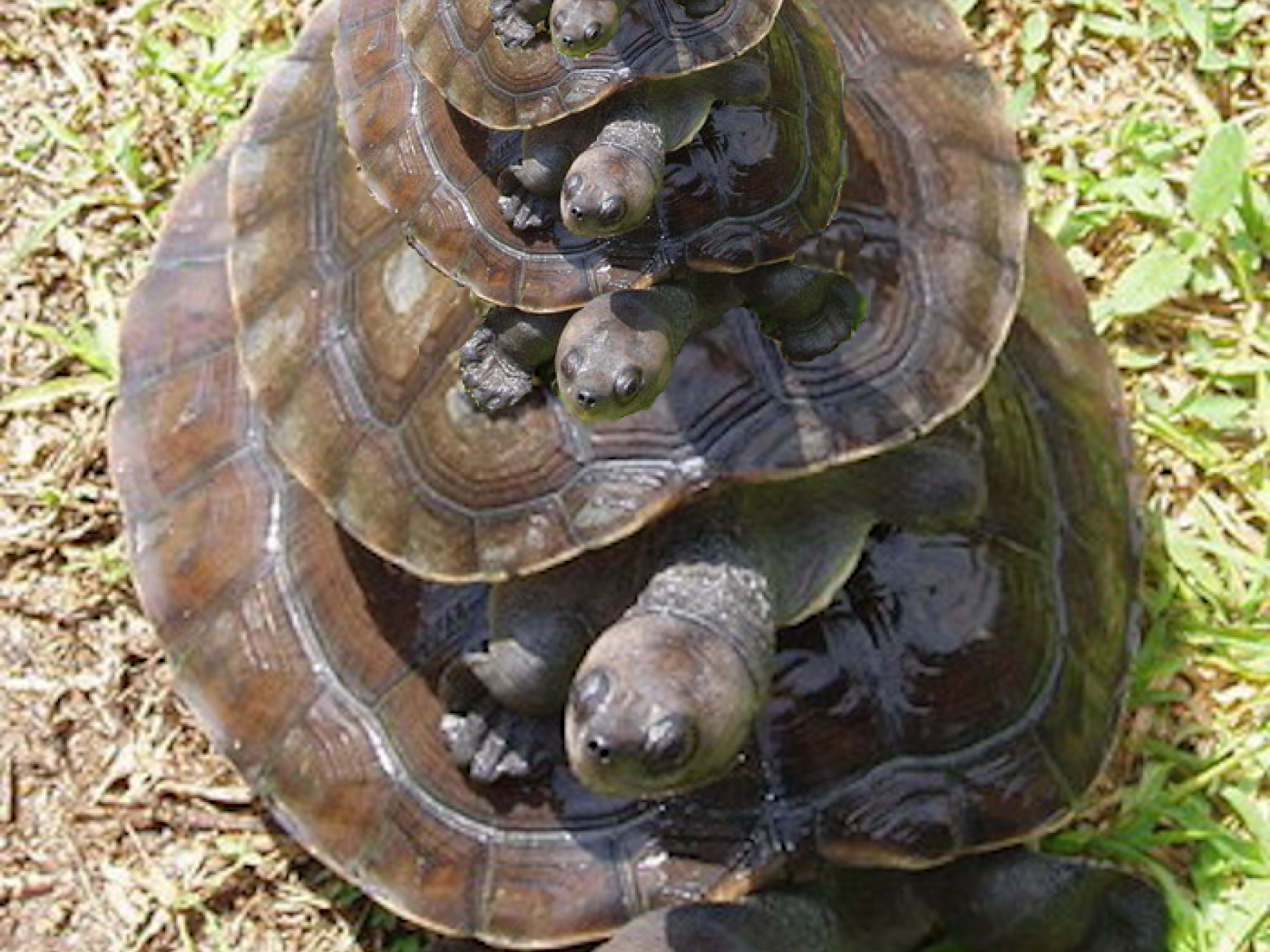 Turtles all the way down